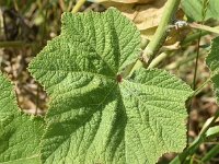 Alcea rosea 18, Stokroos, Saxifraga-Sonja Bouwman