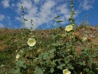 Alcea rugosa 6, Saxifraga-Ed Stikvoort