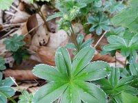 Alchemilla alpina 10, Saxifraga-Rutger Barendse