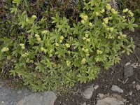 Alchemilla alpina 13, Saxifraga-Willem van Kruijsbergen