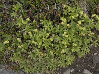Alchemilla alpina 14, Saxifraga-Willem van Kruijsbergen