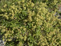 Alchemilla alpina 15, Saxifraga-Willem van Kruijsbergen