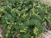 Alchemilla alpina 11, Saxifraga-Ed Stikvoort