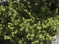 Alchemilla alpina 2, Saxifraga-Jan van der Straaten