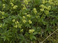 Alchemilla alpina 3, Saxifraga-Willem van Kruijsbergen