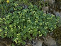 Alchemilla alpina 7, Saxifraga-Willem van Kruijsbergen