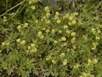 Alchemilla alpina 8, Saxifraga-Willem van Kruijsbergen