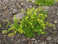 Alchemilla alpina 9, Saxifraga-Harry van Oosterhout