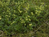 Alchemilla alpina 4, Saxifraga-Willem van Kruijsbergen