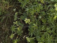 Alchemilla conjuncta 1, Saxifraga-Jan van der Straaten