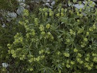 Alchemilla conjuncta 2, Saxifraga-Jan van der Straaten