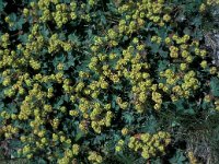 Alchemilla splendens 6, Saxifraga-Jan van der Straaten