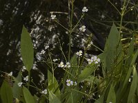 Alisma lanceolatum, Narrow-leaved Water-plantain
