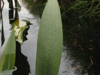 Alisma lanceolatum 4, Slanke waterweegbree, Saxifraga-Rutger Barendse