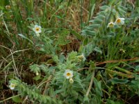Alkanna corcyrensis