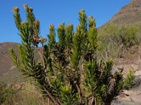 Allagopappus canariensis 9, Saxifraga-Ed Stikvoort