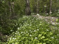 Alliaria petiolata 35, Look-zonder-look, Saxifraga-Willem van Kruijsbergen