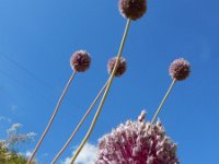 Allium ampeloprasum 4, Prei, Saxifraga-Ed Stikvoort