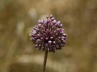 Allium ampeloprasum 2, Prei, Saxifraga-Jan van der Straaten