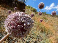 Allium ampeloprasum 9, Prei, Saxifraga-Ed Stikvoort