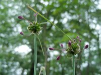 Allium carinatum 13, Berglook, Saxifraga-Ed Stikvoort