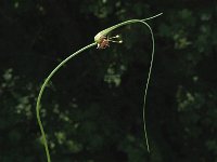 Allium carinatum ssp carinatum 1, Berglook, Saxifraga-Marijke Verhagen