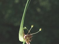Allium carinatum ssp carinatum 2, Berglook, Saxifraga-Marijke Verhagen