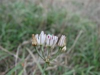 Allium coppoleri 2, Saxifraga-Jasenka Topic