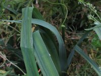 Allium cristophii 3, Saxifraga-Rutger Barendse