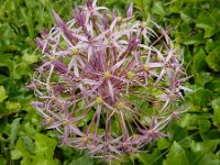 Allium cristophii 7, Saxifraga-Ed Stikvoort