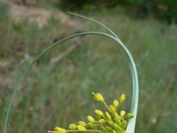 Allium flavum 2, Saxifraga-Jasenka Topic