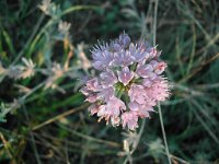 Allium montanum 2, Saxifraga-Jasenka Topic