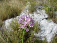 Allium montanum 3, Saxifraga-Jasenka Topic
