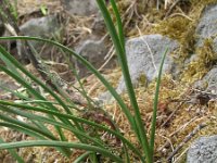 Allium montanum 4, Saxifraga-Rutger Barendse
