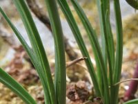 Allium montanum 5, Saxifraga-Rutger Barendse