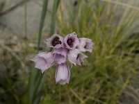 Allium narcissiflorum 10, Saxifraga-Willem van Kruijsbergen