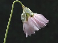 Allium narcissiflorum 4, Saxifraga-Jan van der Straaten