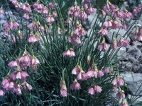 Allium narcissiflorum 5, Saxifraga-Jan van der Straaten