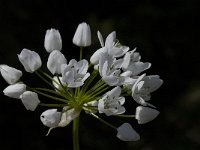 Allium neapolitanum 13, Saxifraga-Willem van Kruijsbergen