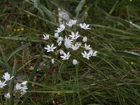 Allium neapolitanum 16, Saxifraga-Dirk Hilbers
