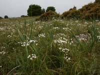 Allium neapolitanum 17, Saxifraga-Dirk Hilbers