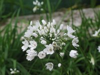 Allium neapolitanum 2, Saxifraga-Jasenka Topic