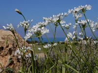 Allium neapolitanum 24, Saxifraga-Ed Stikvoort