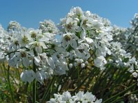 Allium neapolitanum 28, Saxifraga-Ed Stikvoort