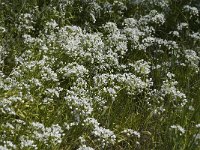 Allium neapolitanum 6, Saxifraga-Jan van der Straaten