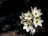 Allium nigrum 4, Saxifraga-Piet Zomerdijk