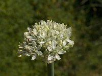 Allium nigrum 9, Saxifraga-Jan van der Straaten