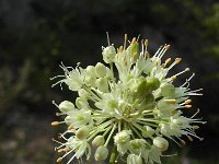 Allium ochroleucum