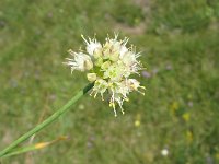 Allium ochroleucum 2, Saxifraga-Jasenka Topic