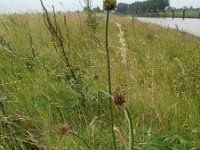 Allium oleraceum 1, Moeslook, Saxifraga-Rutger Barendse